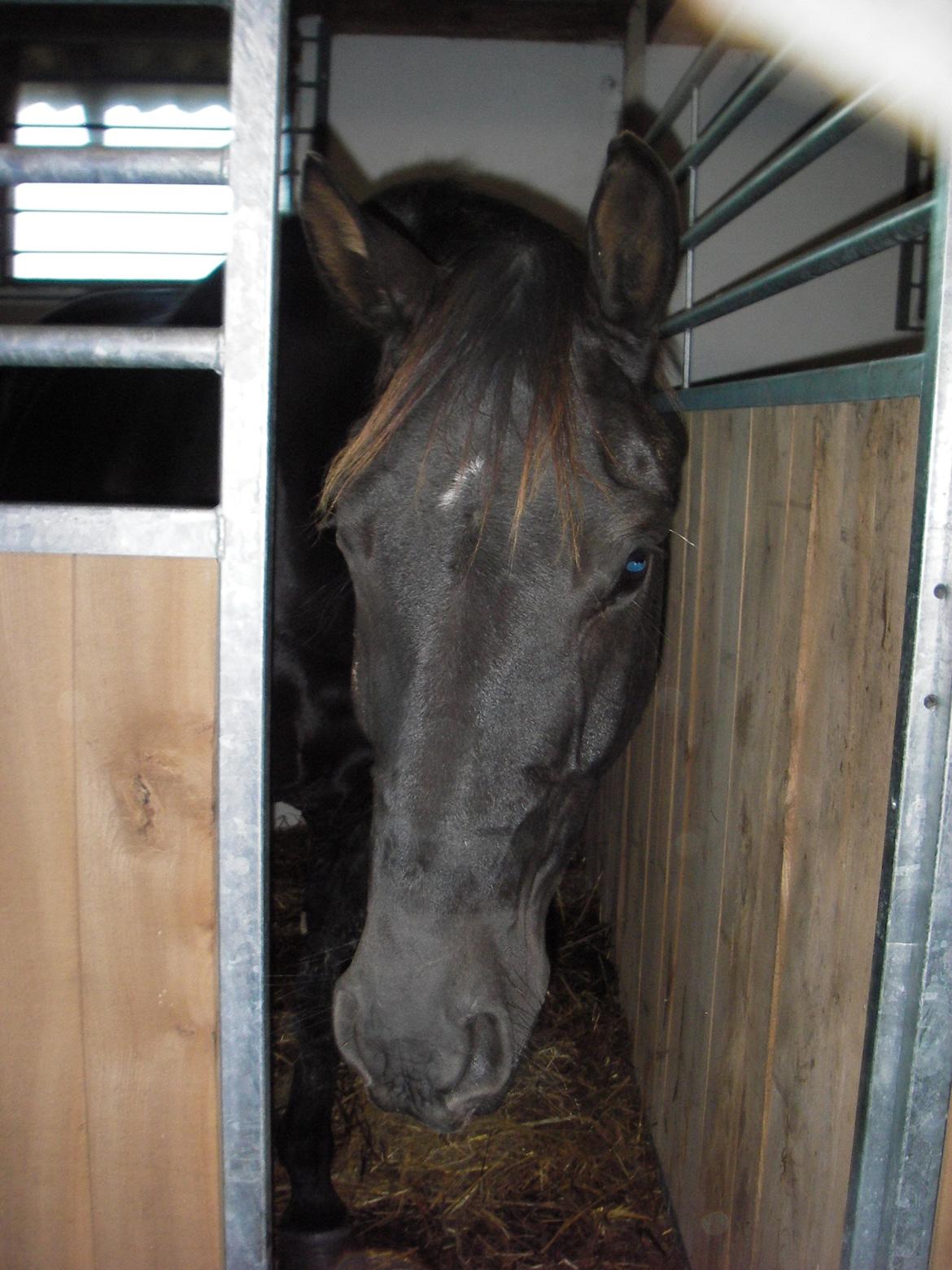 Anden særlig race Skonhøjs Mr. Perfect - Solgt billede 12