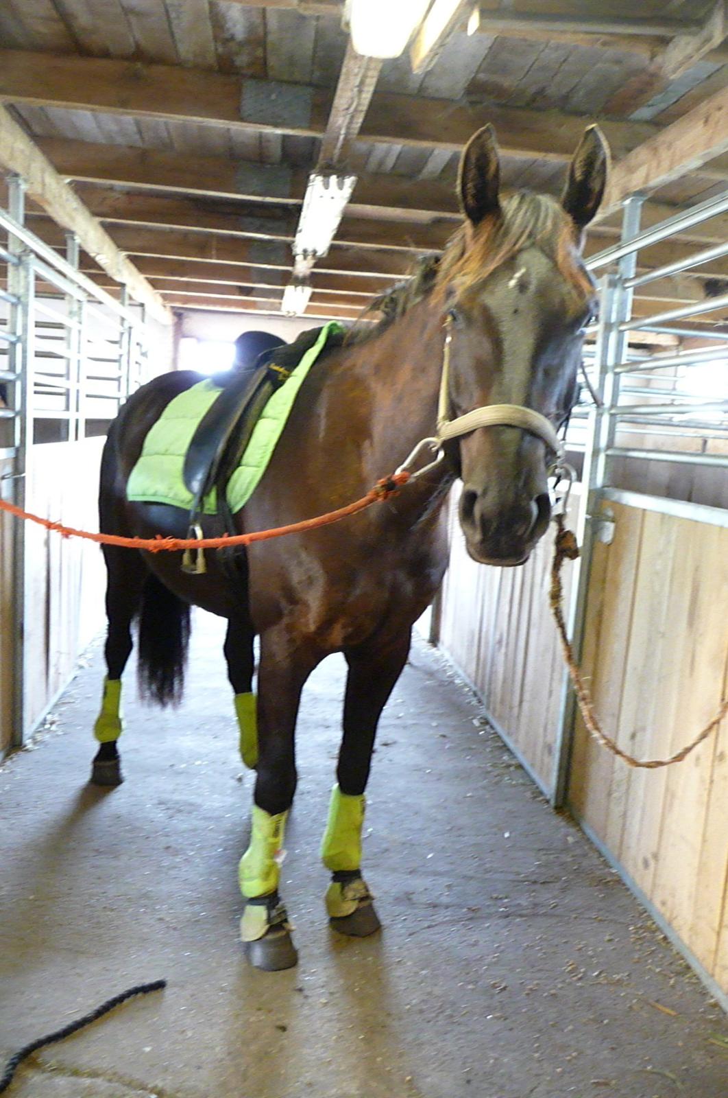 Anden særlig race Skonhøjs Mr. Perfect - Solgt billede 13