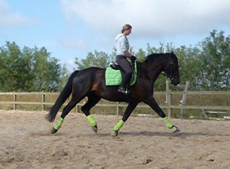 Anden særlig race Skonhøjs Mr. Perfect - Solgt billede 14