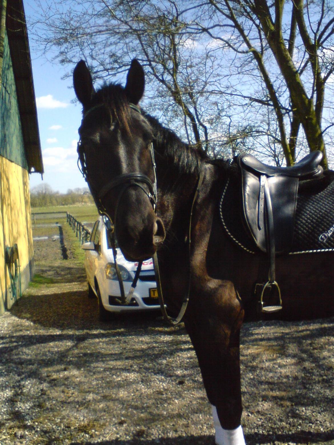 Anden særlig race Skonhøjs Mr. Perfect - Solgt billede 15