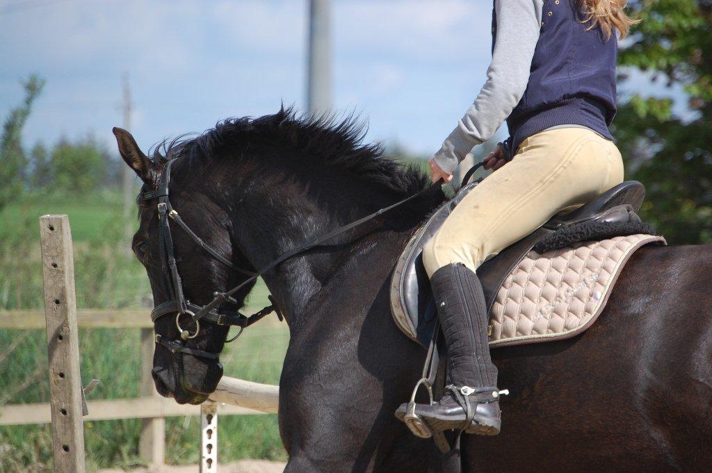 Anden særlig race Skonhøjs Mr. Perfect - Solgt billede 17