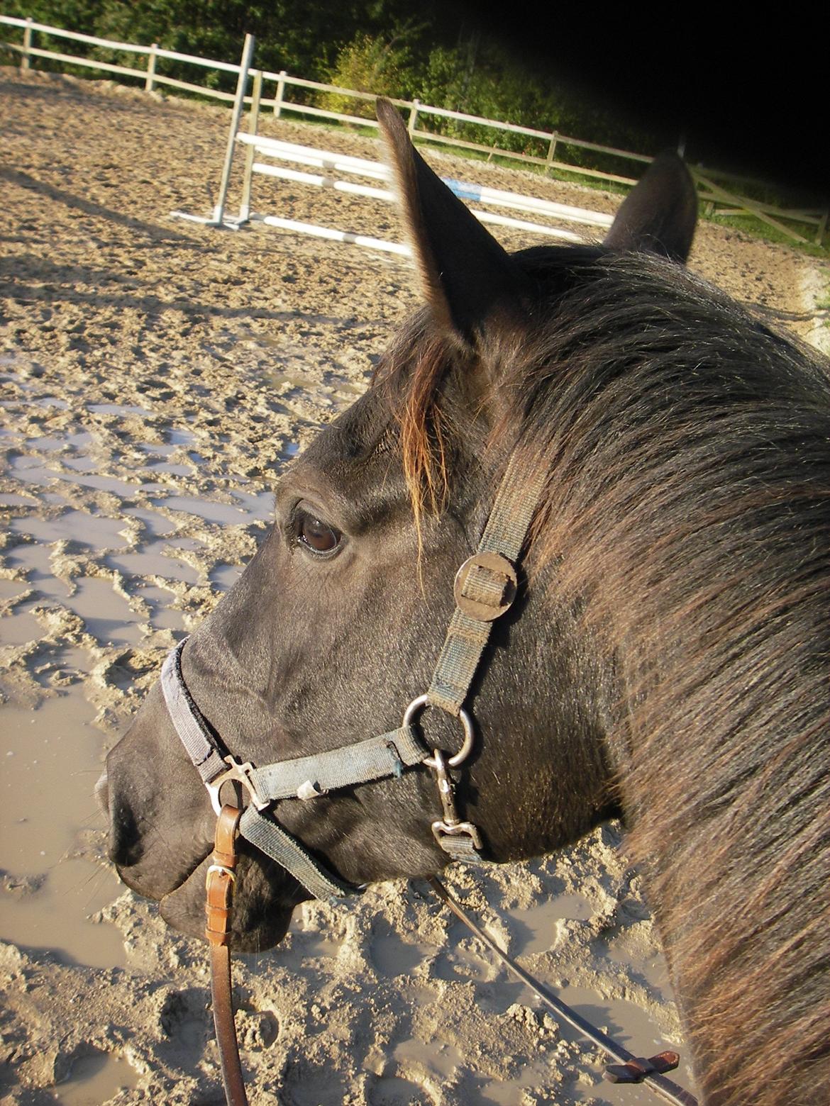 Anden særlig race Skonhøjs Mr. Perfect - Solgt billede 18
