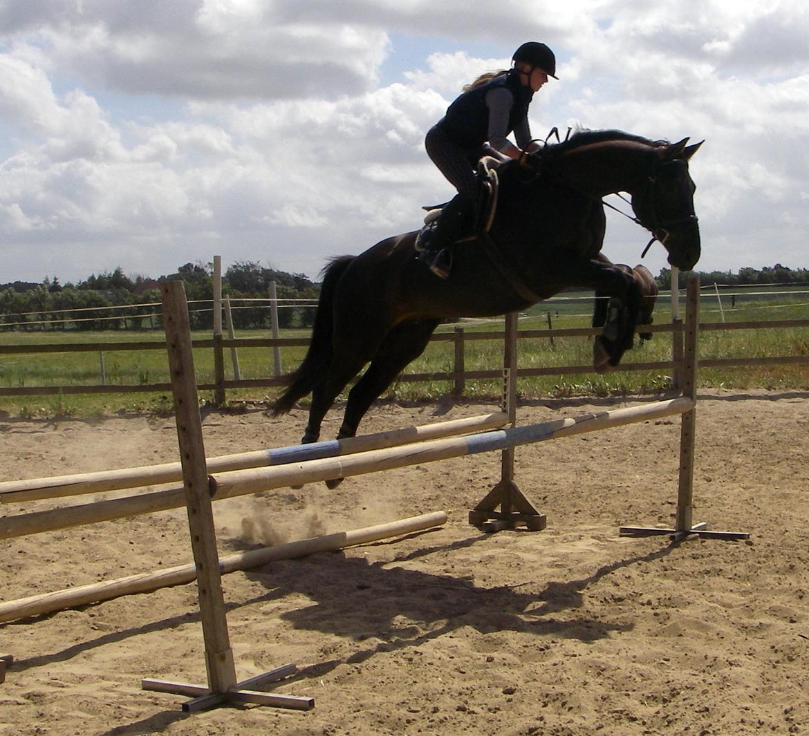 Anden særlig race Skonhøjs Mr. Perfect - Solgt billede 19