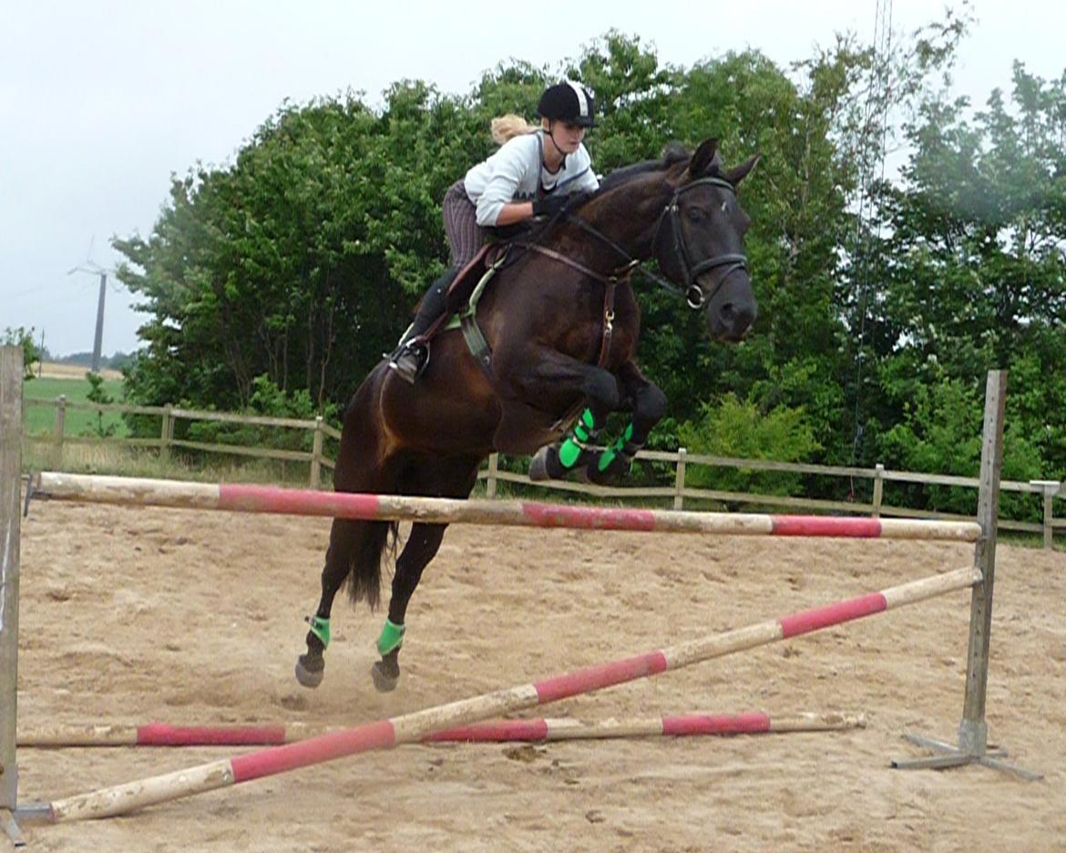 Anden særlig race Skonhøjs Mr. Perfect - Solgt billede 20
