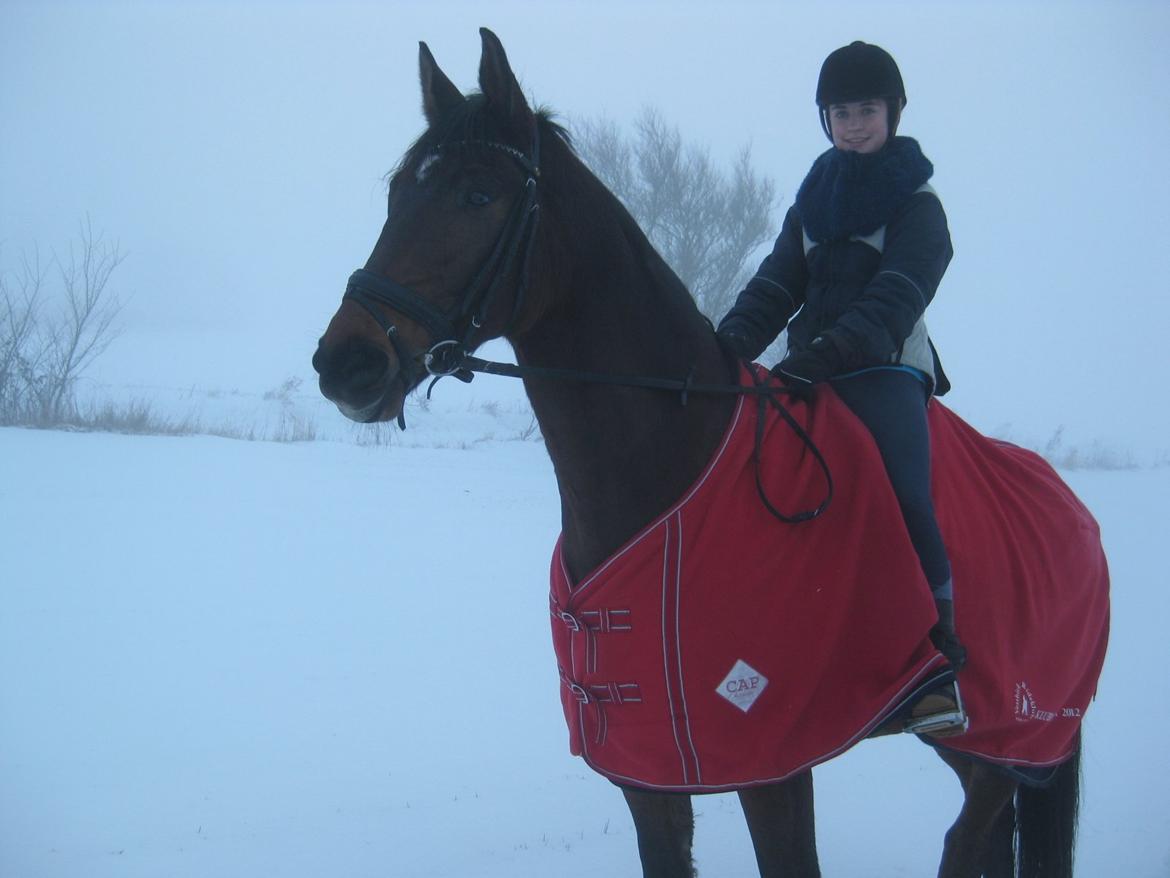 Dansk Varmblod Santos P - En tur i sneen. billede 12