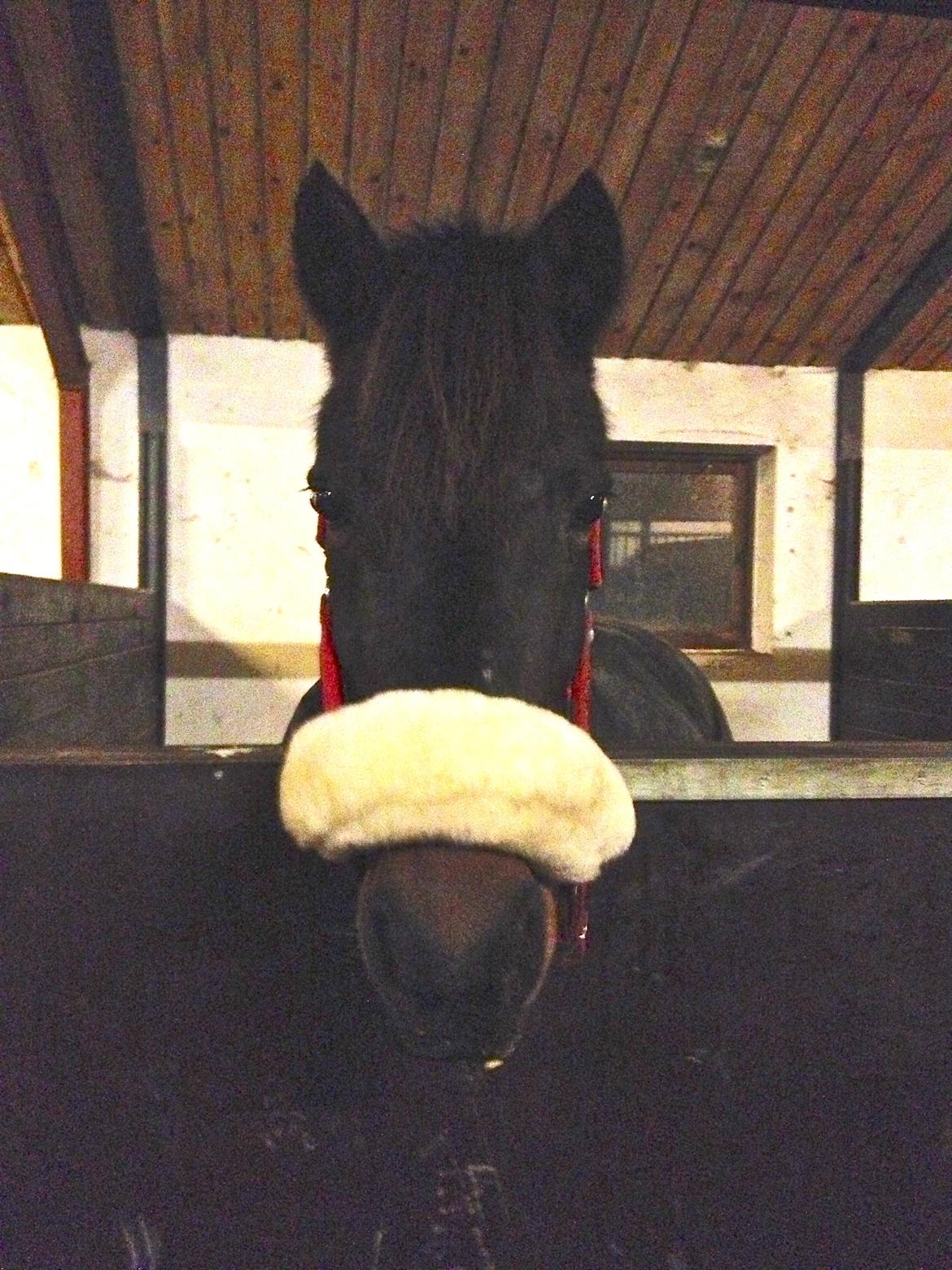 New Forest Bella billede 2