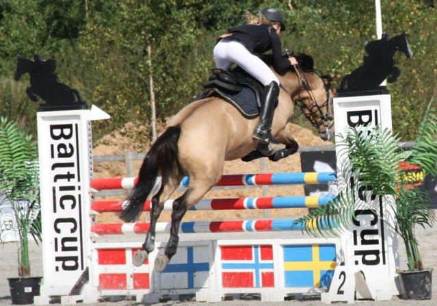 Tysk Sportspony Steendieks Darco {Hingst} - Til Baltic cup, i fredensborg 2012. <3 billede 14