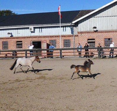 Belgisk Miniature Høgilds Kalua - Inde og rende til show. 11. august 2012 billede 20