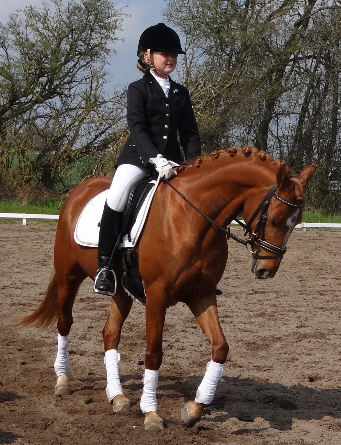 DSP Jalousi Af Stensnæs - første stævne billede 2