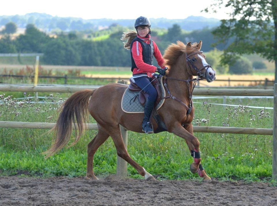Hollandsk Sportspony Orchid´s Mirabile<3 A-pony billede 16