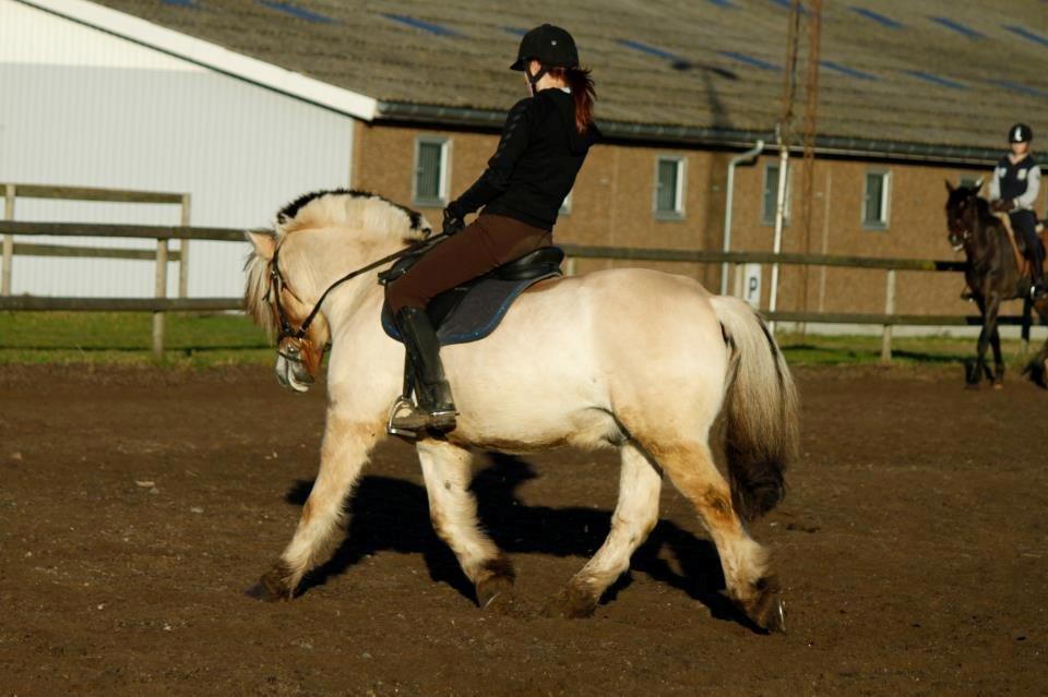 Fjordhest TOT - Træning på ANE 12/13 billede 12
