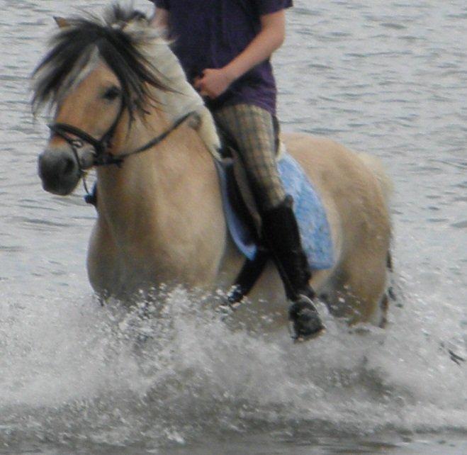 Fjordhest TOT billede 13