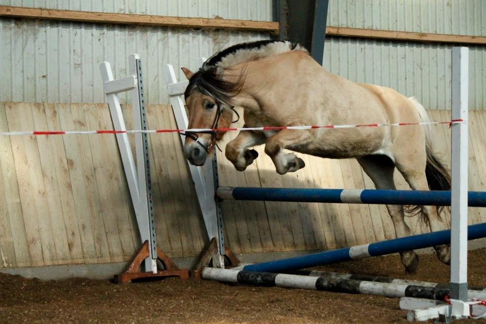 Fjordhest TOT - Løsspring ANE :) billede 14
