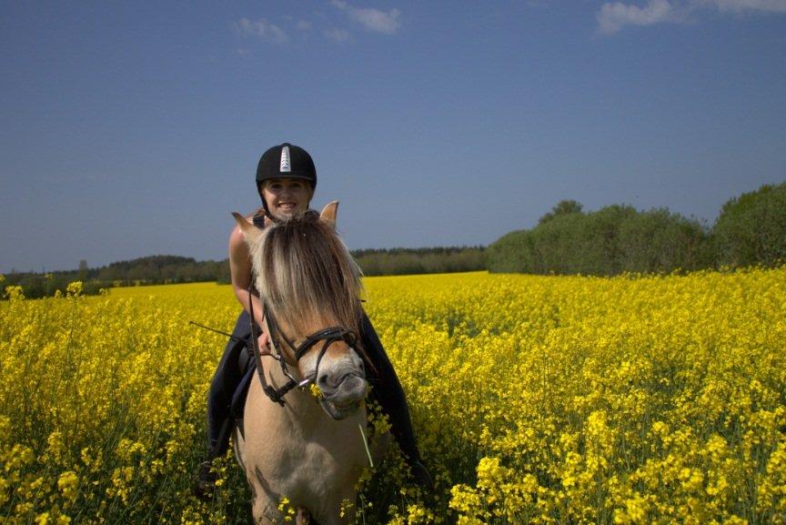 Fjordhest TOT billede 16