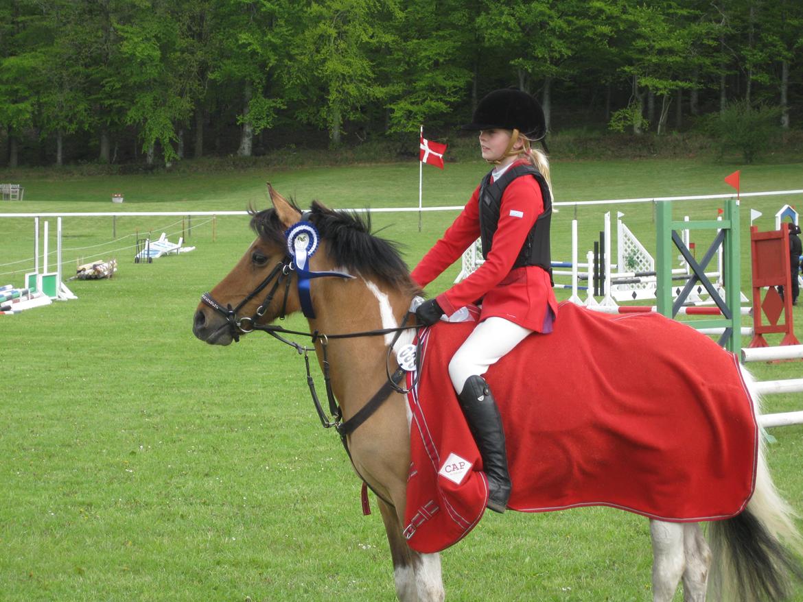 Pinto Holleskovgårds Teckla. - Anden plads i LA på Morsø! :D ♥♥ Min skat billede 17