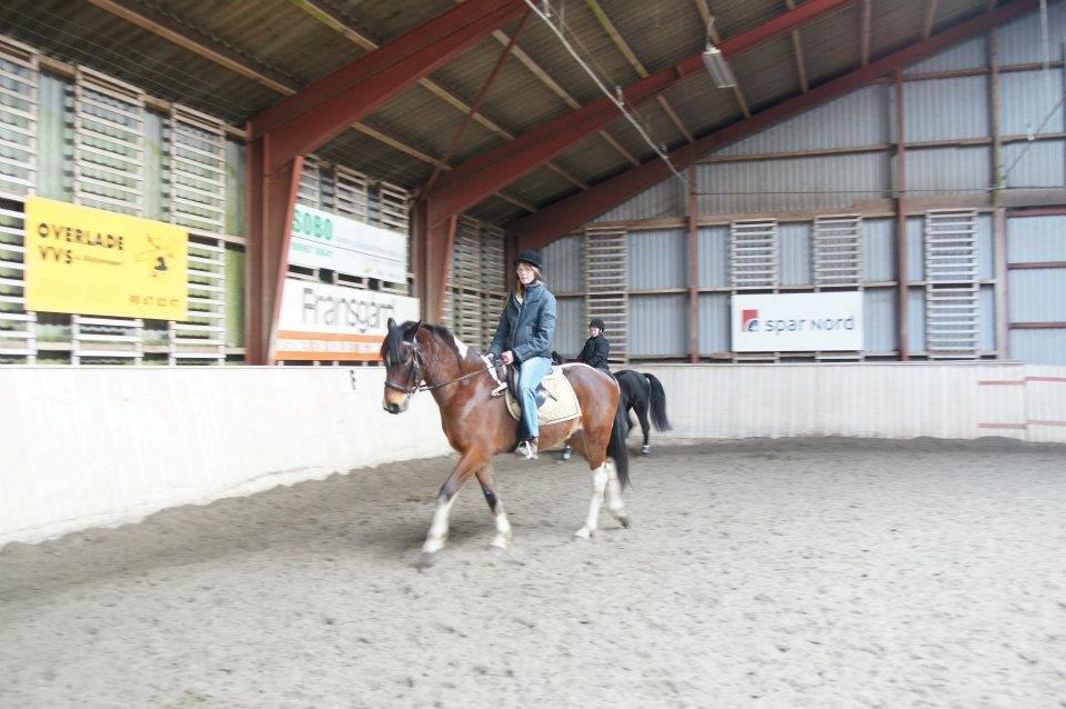Pinto Fadugo - smukke dreng er ved at lære det med biddet:-) billede 1