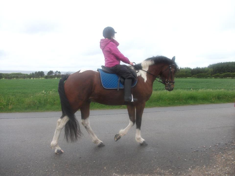 Pinto Fadugo - På vej hjem fra god ridetime, Fadugo er 100% trafiksikker!:-) billede 2