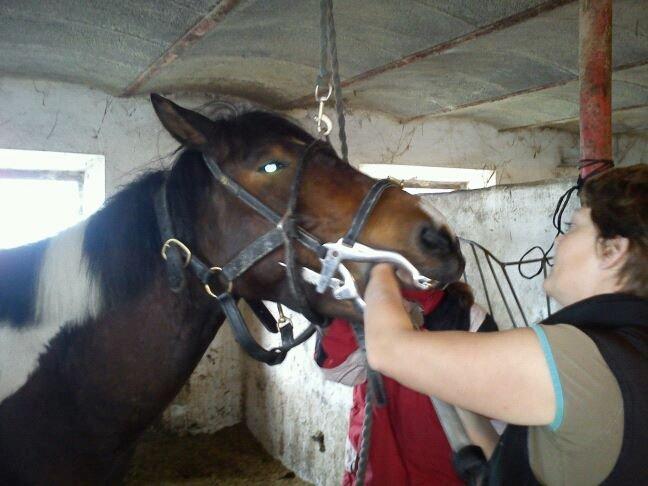 Pinto Fadugo - Sig arrrh Fadugo!:-) billede 4