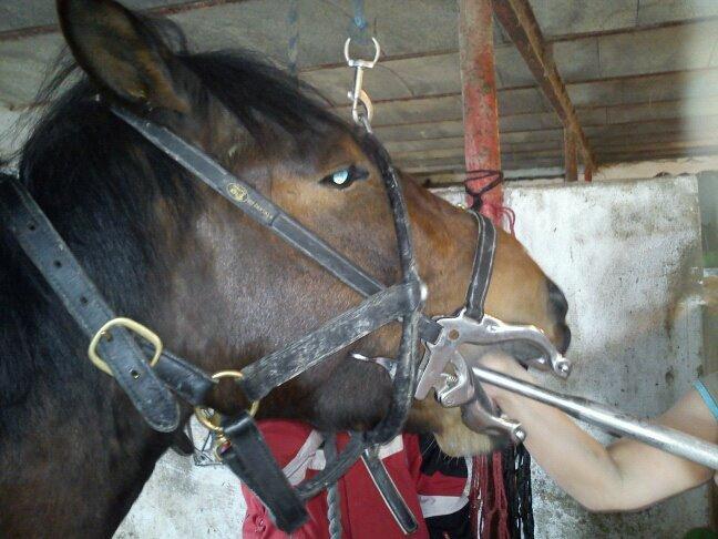 Pinto Fadugo - Får rasped tænder for første gang!:-) billede 5