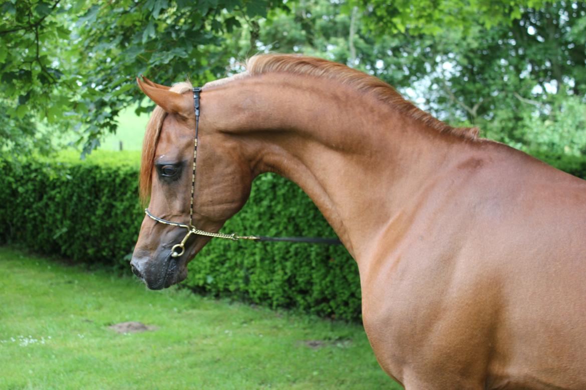 Arabisk fuldblod (OX) Marcant ox 3110 - Foto: Ellen Birgitte Farbrot, 2012 billede 2