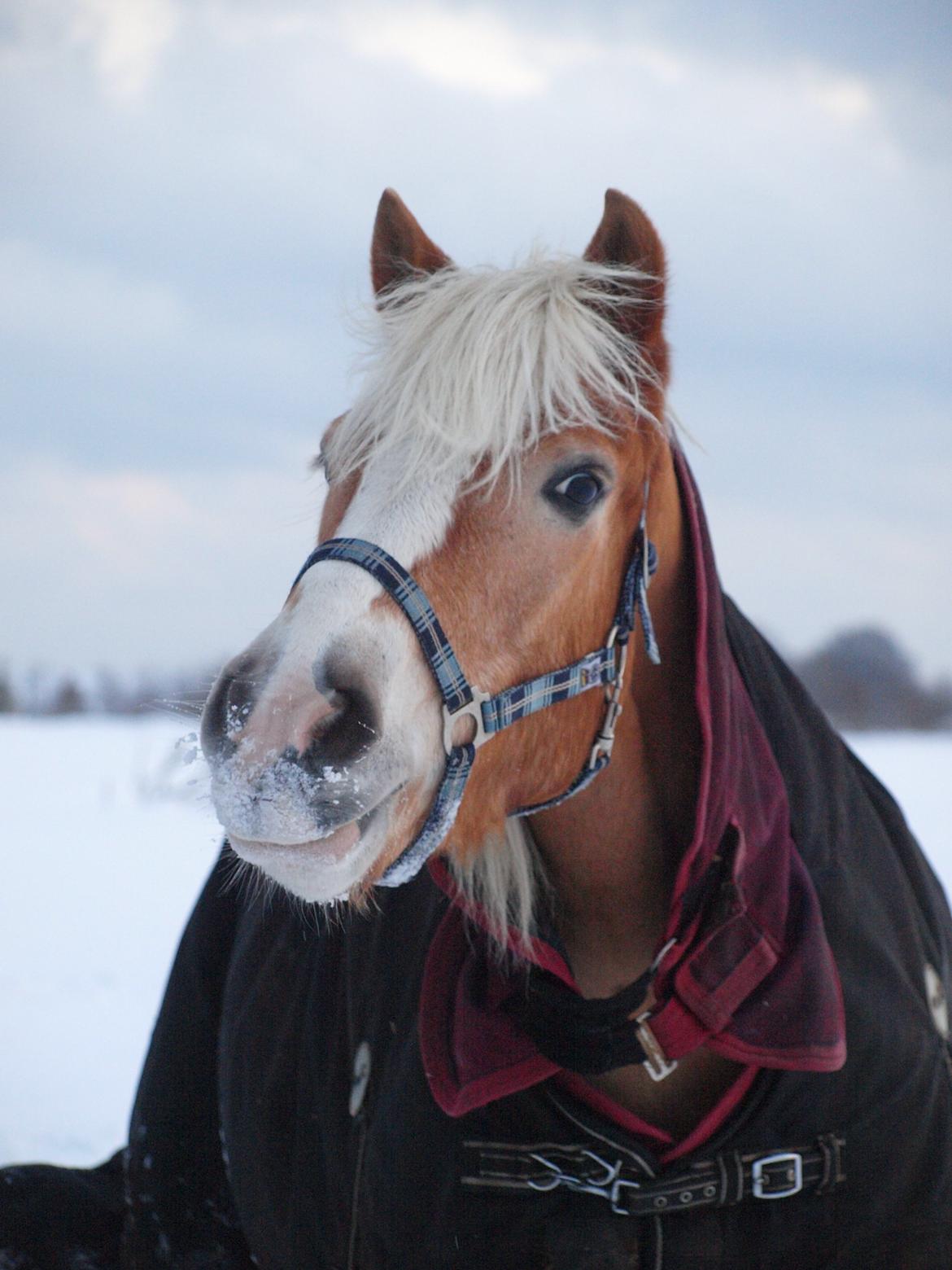 Haflinger Waldy billede 20