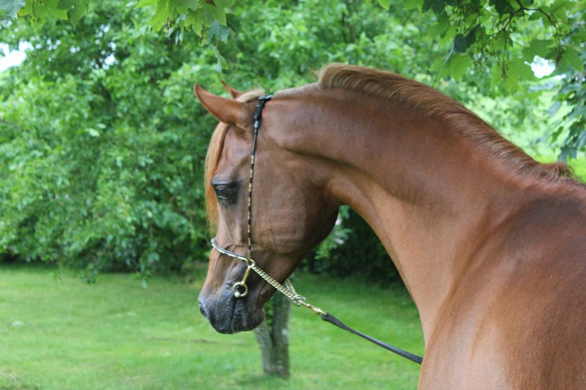 Arabisk fuldblod (OX) Marcant ox 3110 - Foto: Ellen Birgitte Farbrot, 2012 billede 3