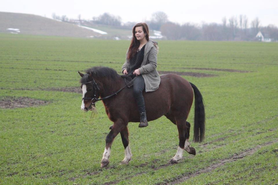 Welsh Pony af Cob-type (sec C) Gribsvads Ras (solgt) - Vinterbillede 2012. Ras er blevet min søsters pony, men jeg hjælper hende lidt med ridningen.

 - lille tur på musse billede 2