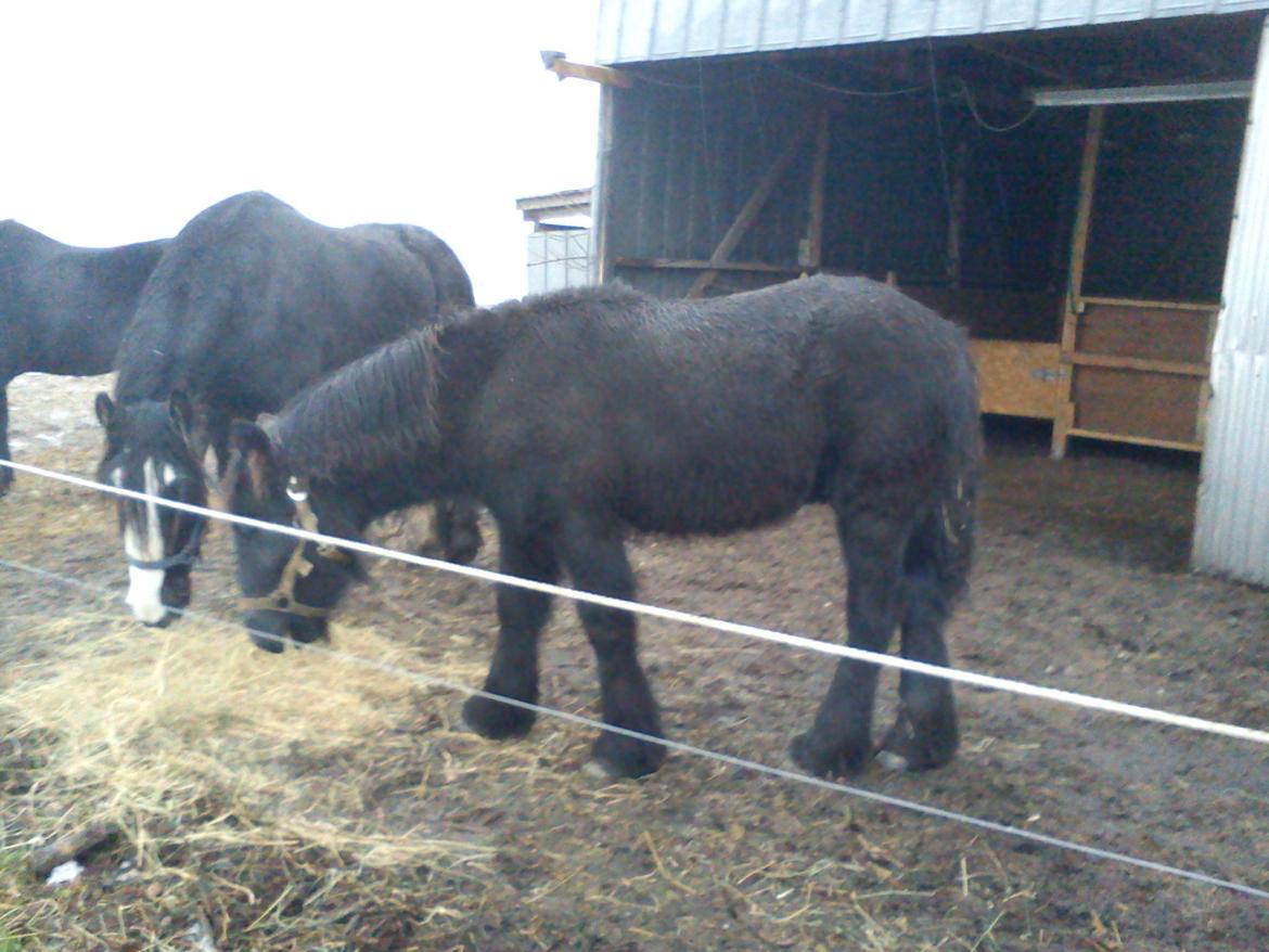 Fell pony Tarpans Fellboy - Drengene deler lidt hø. Følle 6½ mdr gammel og en stor dreng på 125 cm billede 14
