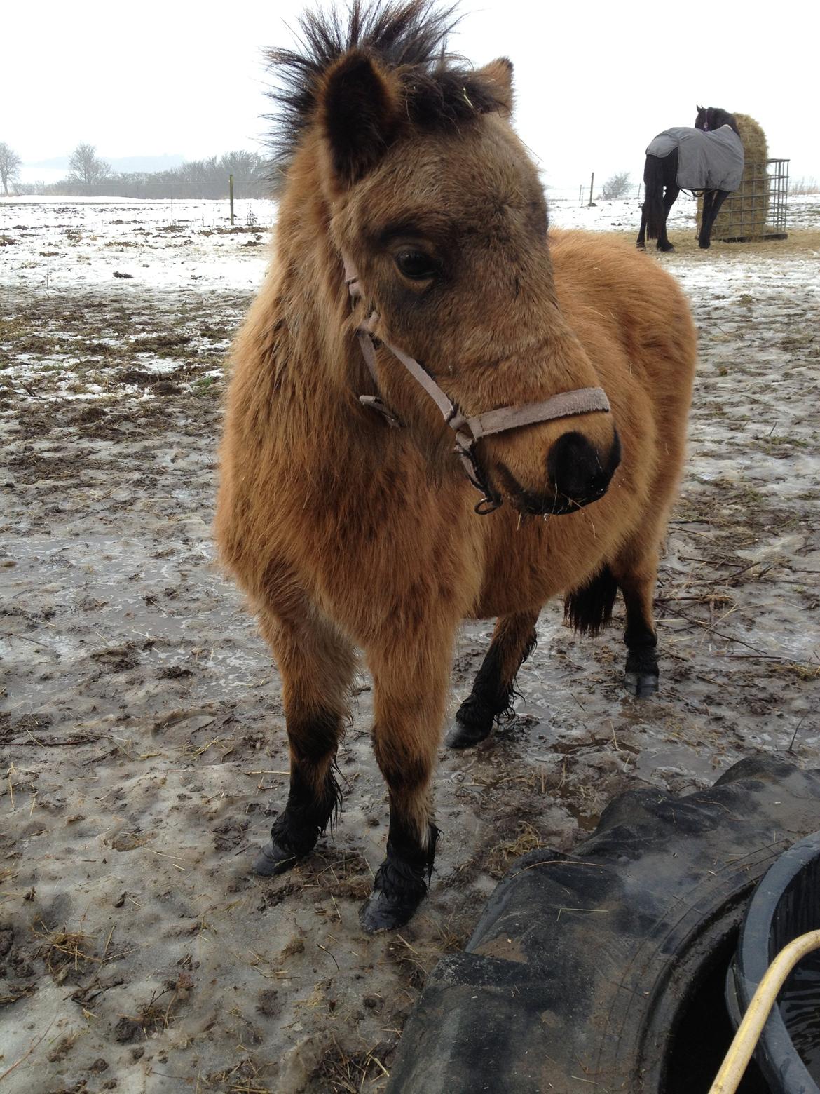 Anden særlig race Wilma (Hulahop) billede 2
