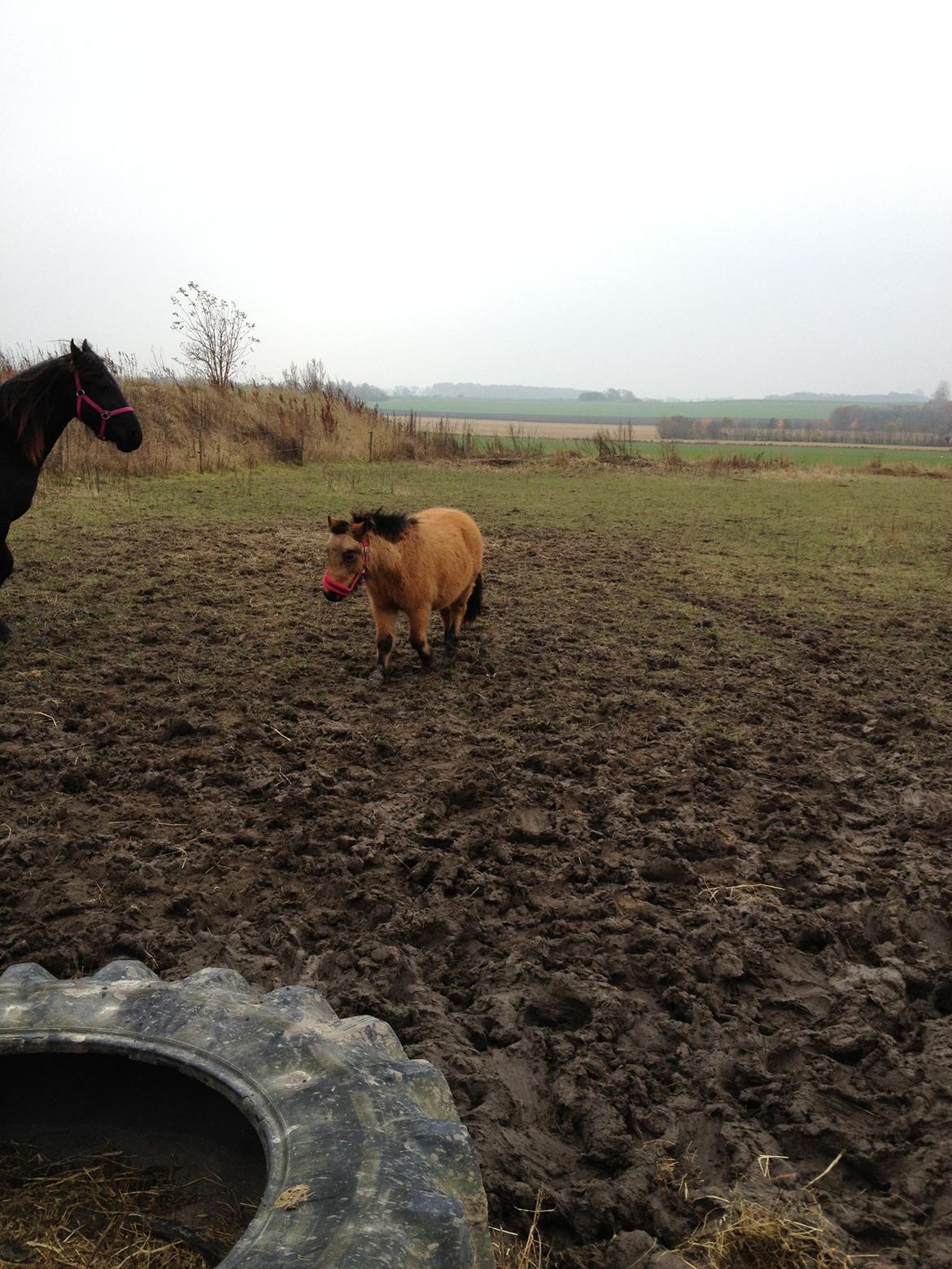 Anden særlig race Wilma (Hulahop) billede 3