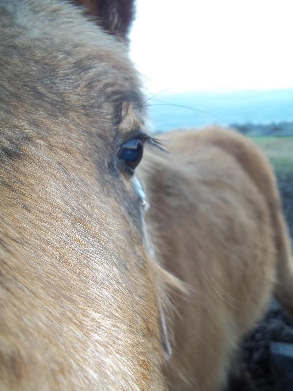 Anden særlig race Wilma (Hulahop) billede 4