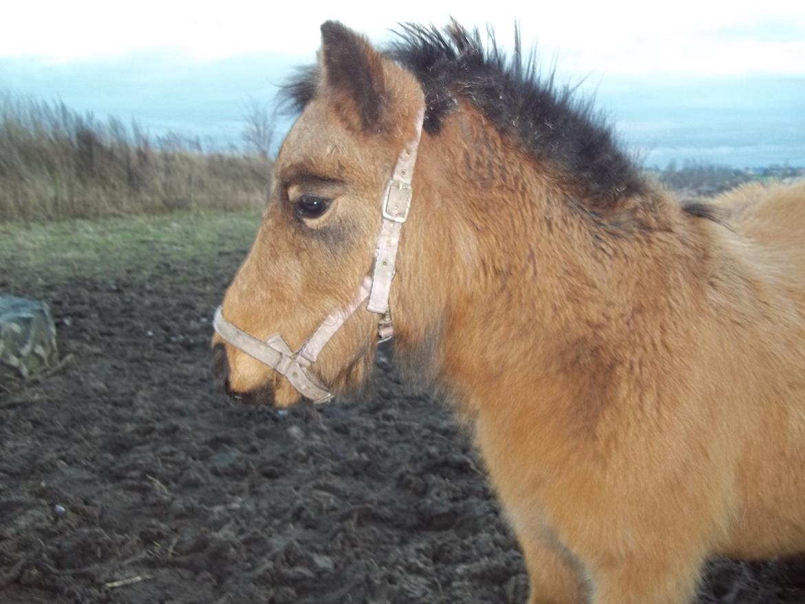 Anden særlig race Wilma (Hulahop) billede 5