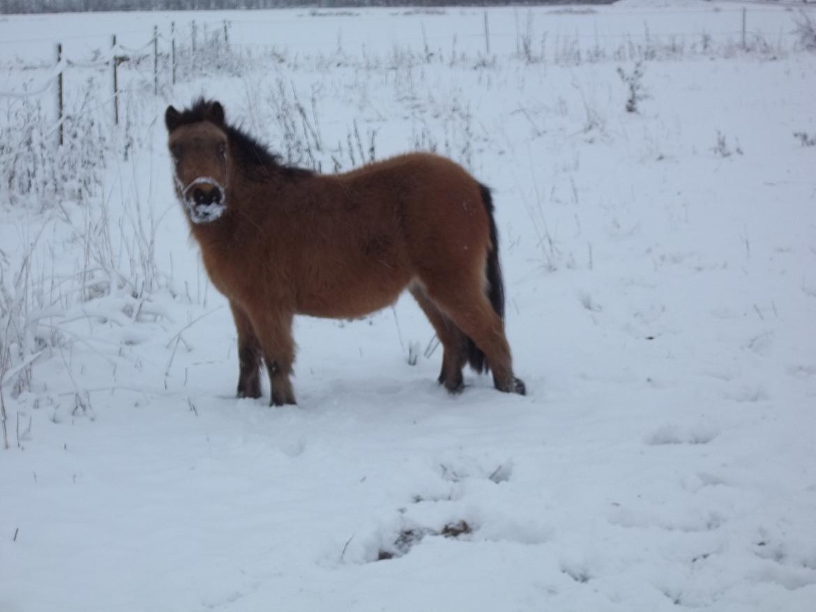 Anden særlig race Wilma (Hulahop) billede 6