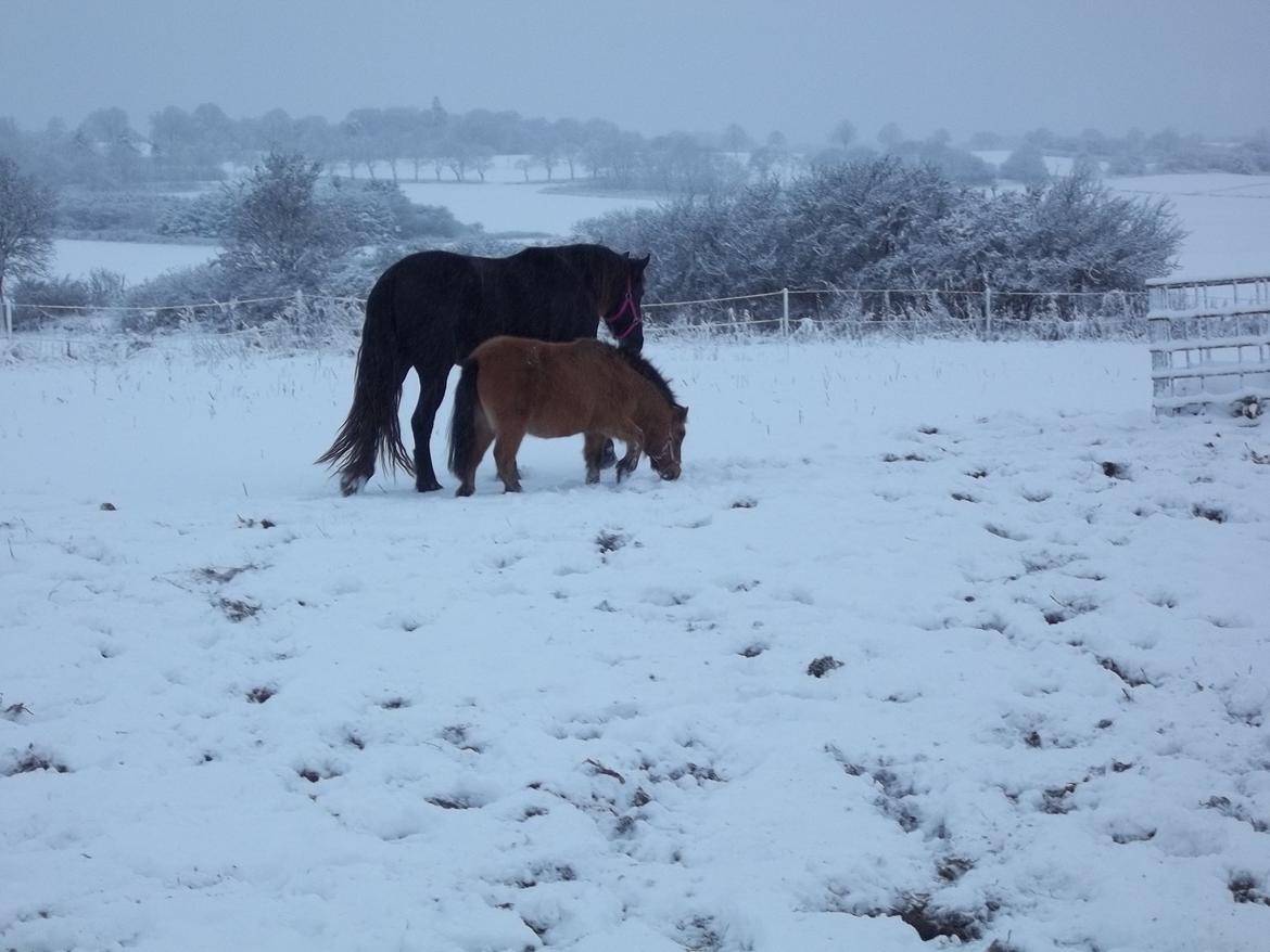 Anden særlig race Wilma (Hulahop) billede 7