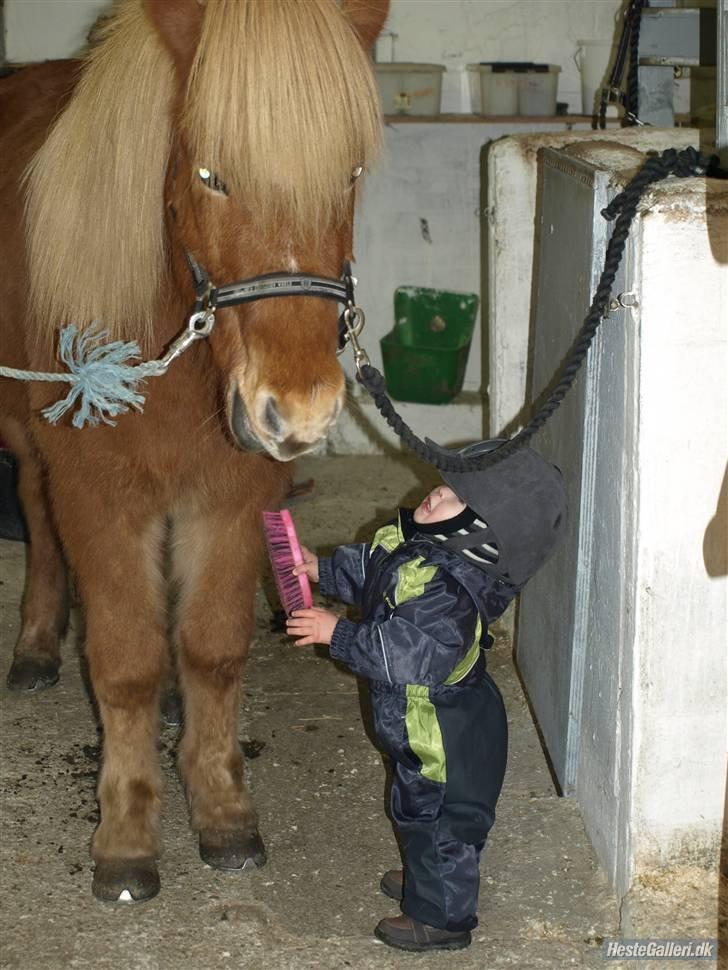 Islænder Eldur billede 17