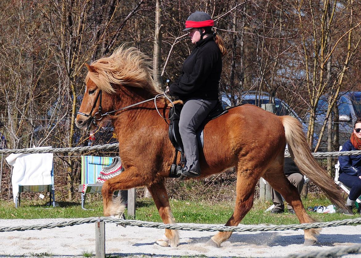 Islænder Eldur billede 19