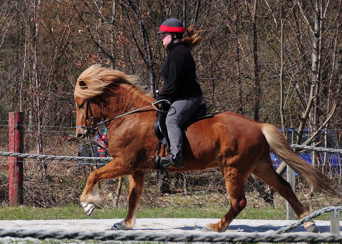 Islænder Eldur billede 20
