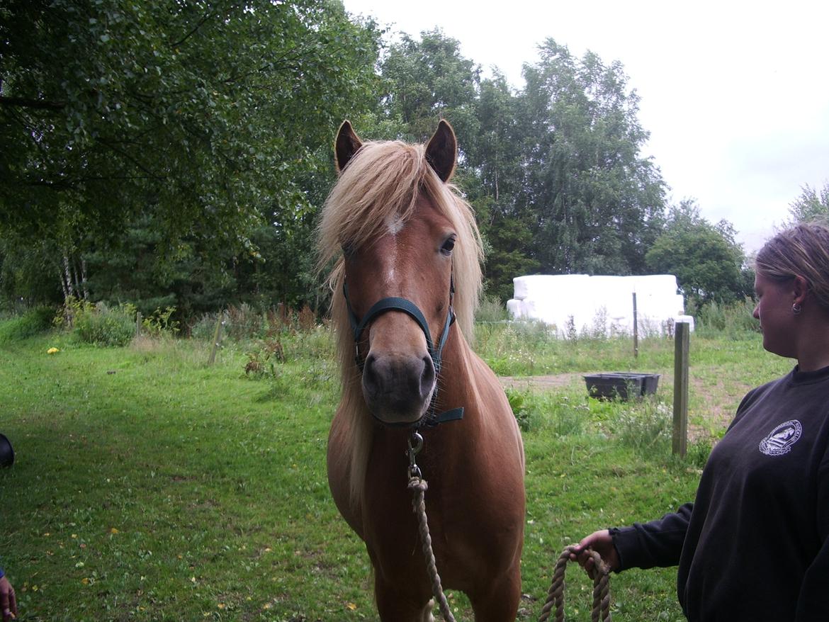 Islænder Eldur billede 11