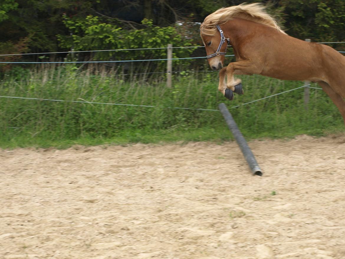 Islænder Eldur billede 10