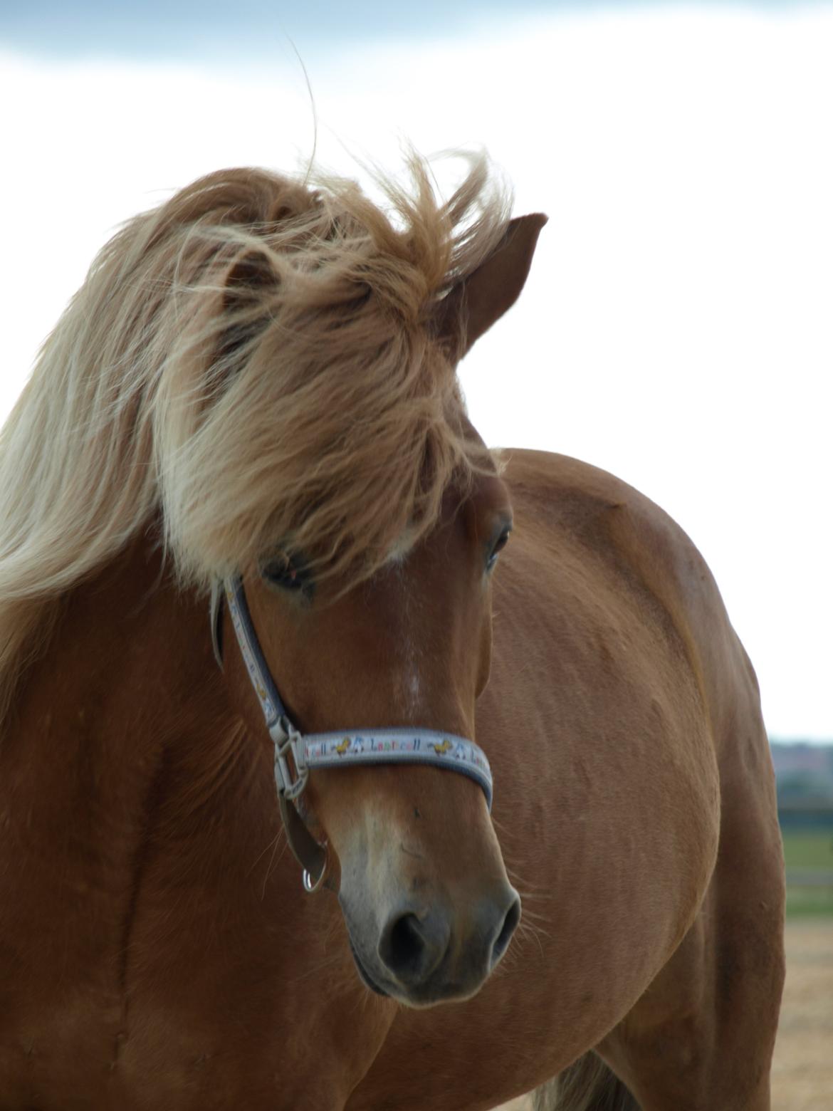 Islænder Eldur billede 7