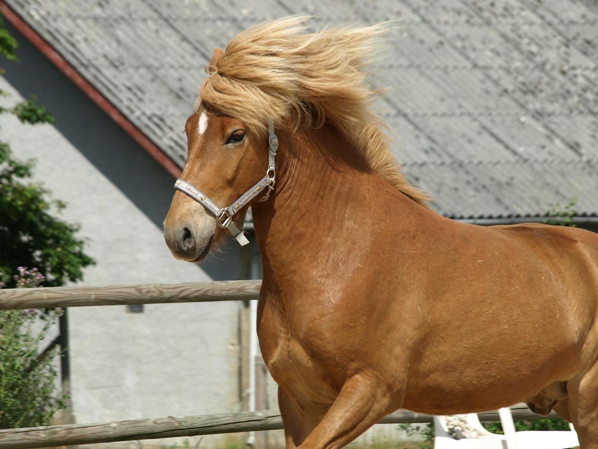 Islænder Eldur billede 8