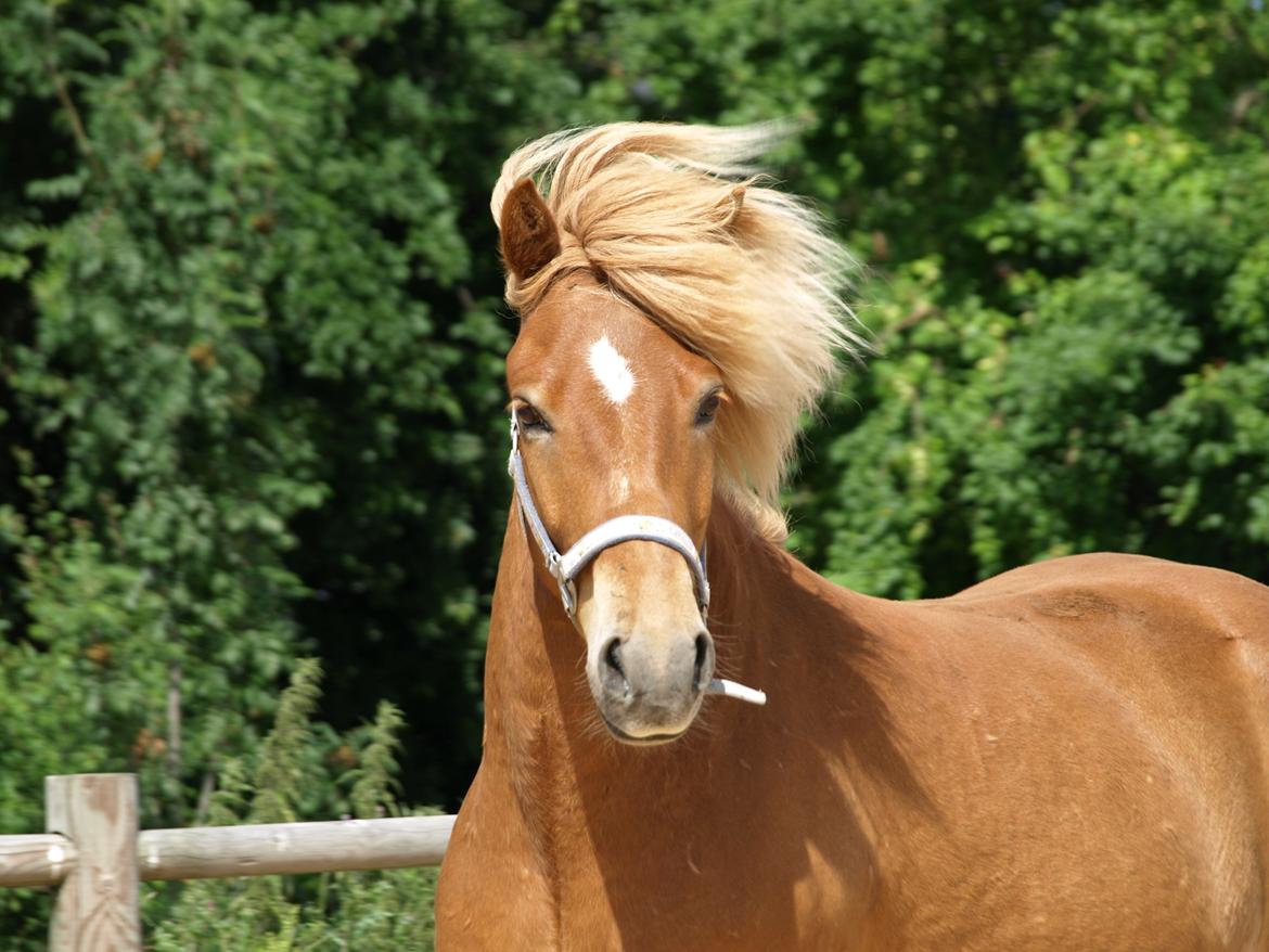 Islænder Eldur billede 9