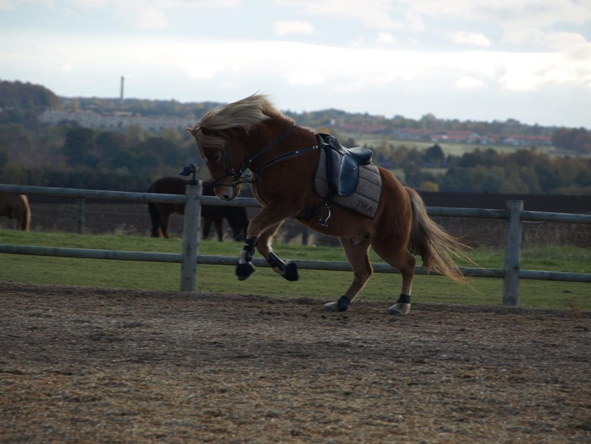 Islænder Eldur billede 13