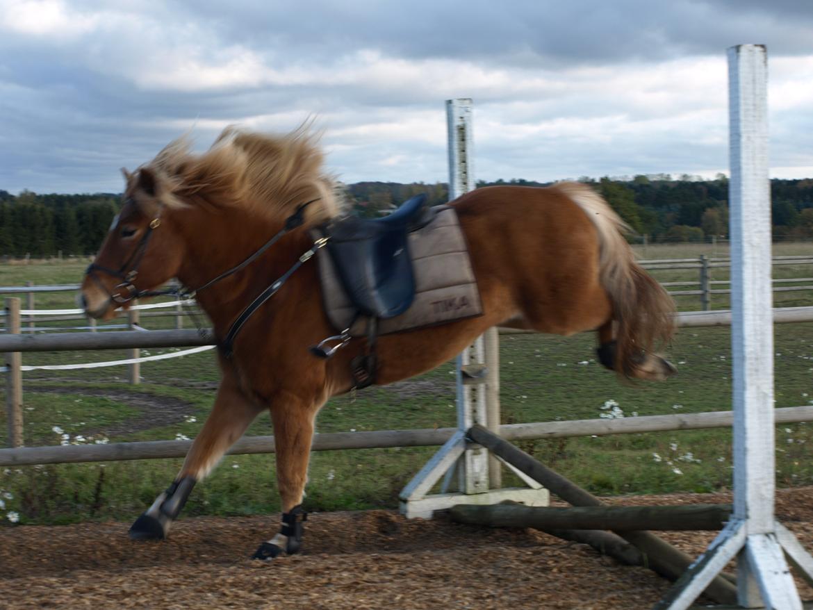 Islænder Eldur billede 15