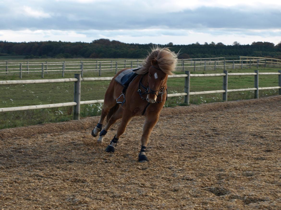 Islænder Eldur billede 14