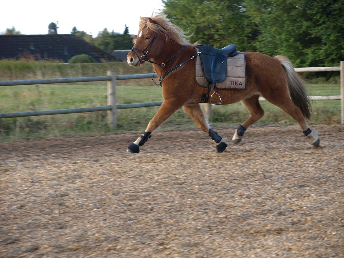 Islænder Eldur billede 12