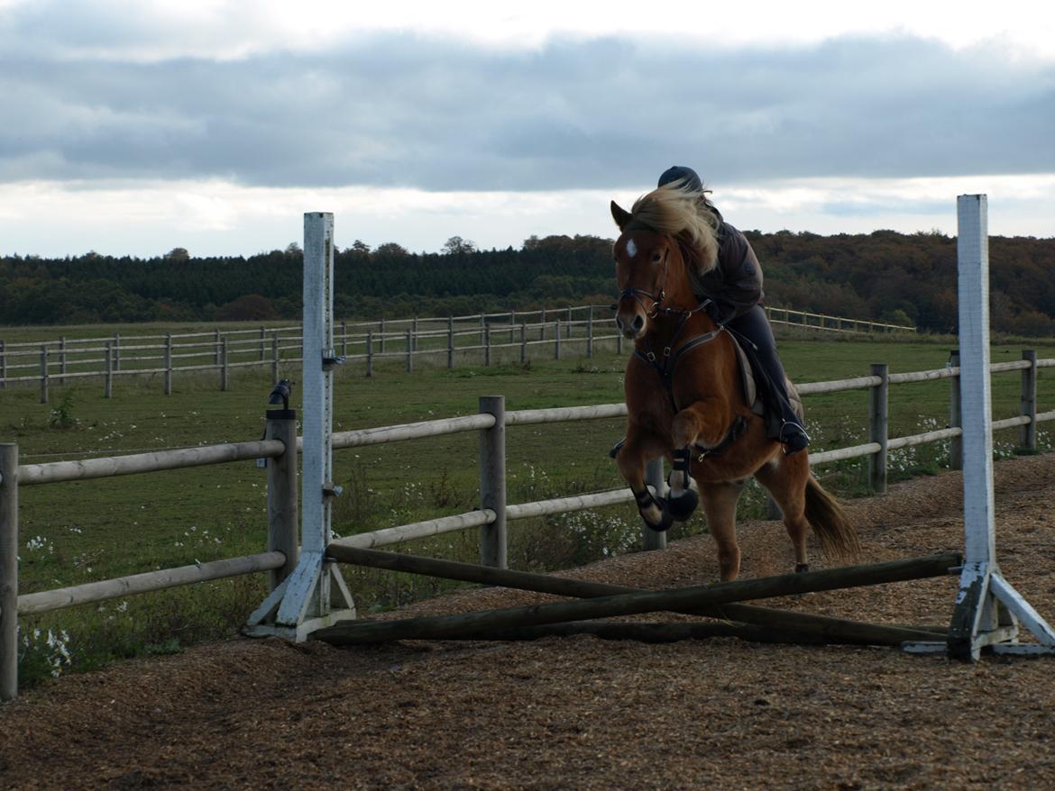 Islænder Eldur billede 16