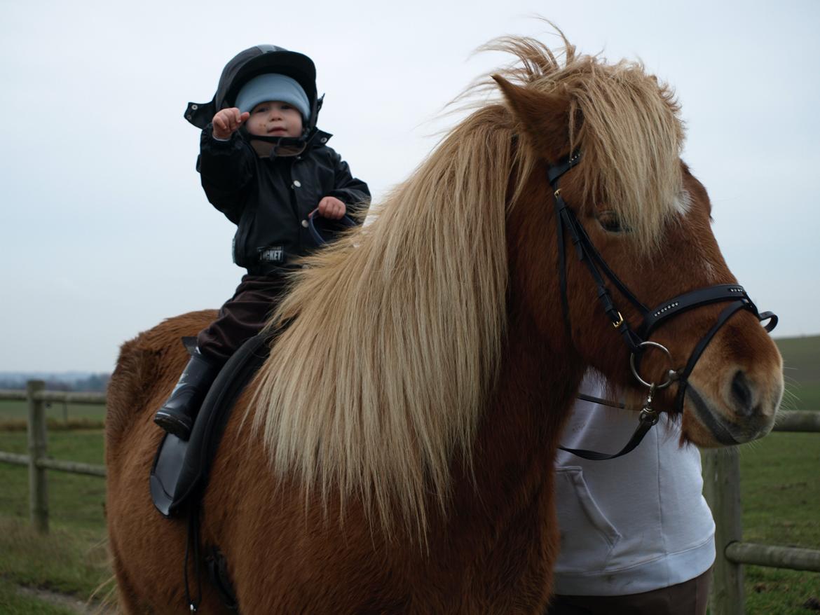 Islænder Eldur billede 18