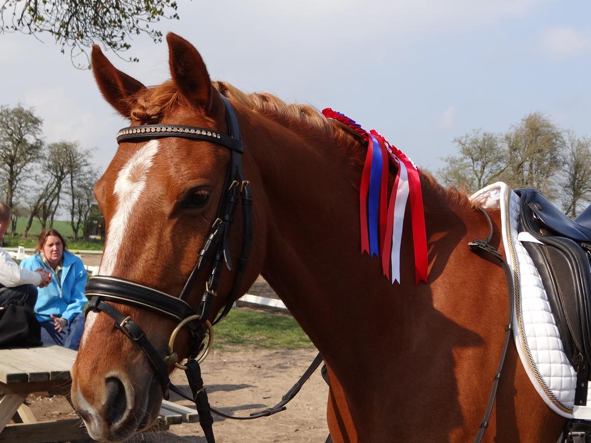 DSP Jalousi Af Stensnæs - Første stævne billede 1