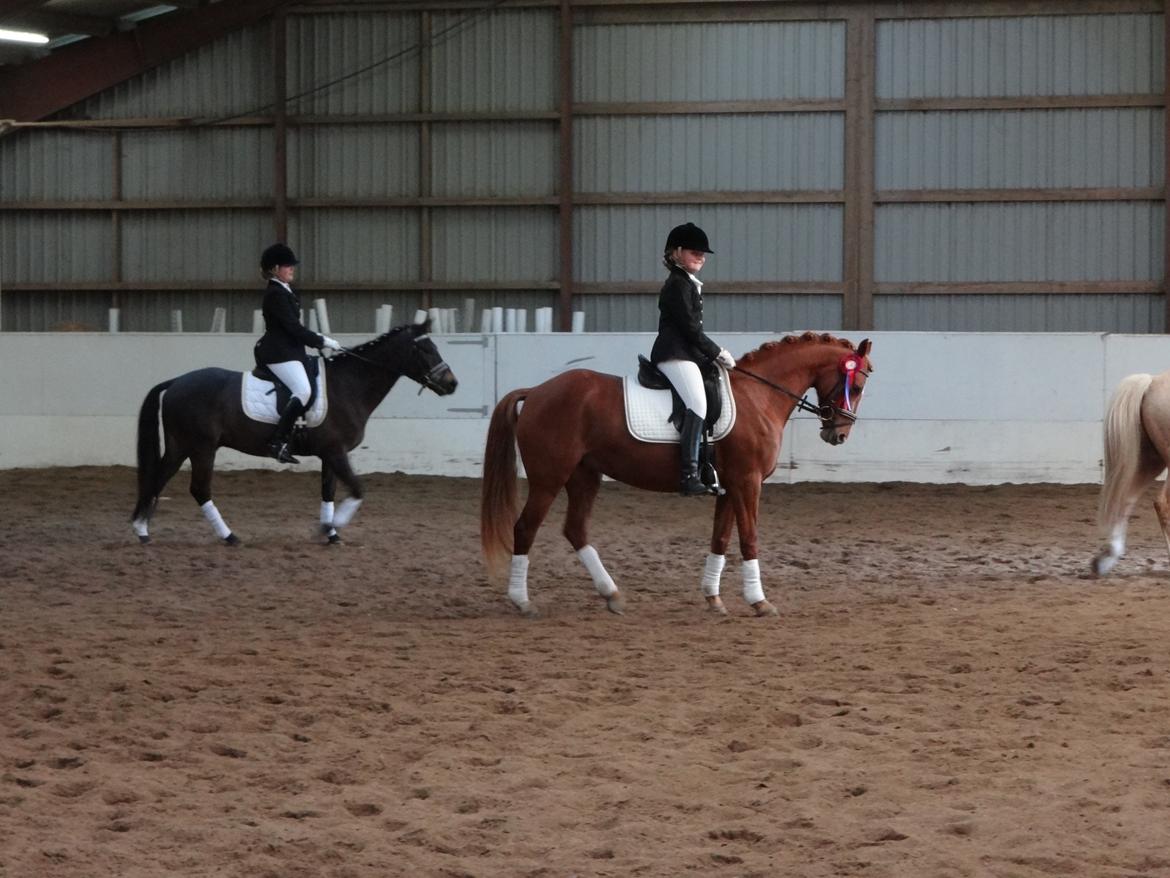 DSP Jalousi Af Stensnæs - første stævne billede 5